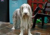 soaking wet dog soaking wet dog